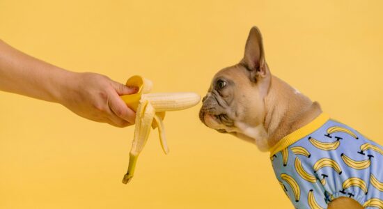 бананы купить